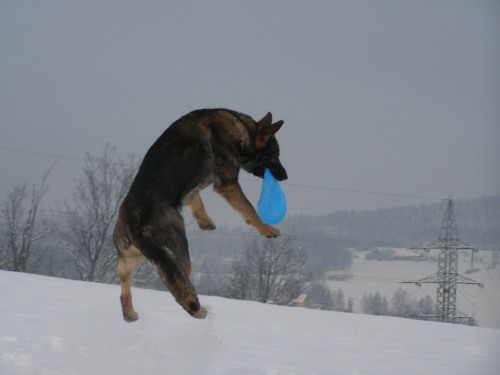 frisbee.JPG